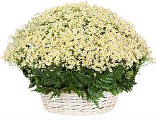 Цветочная композиция из Ромашки в корзине #REPLACE_PRED# Манжерок